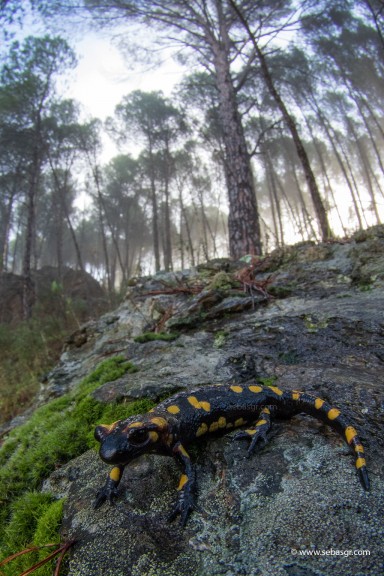Salamandra.s.morenica