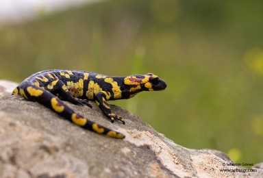 Salamandra.s.crespoi