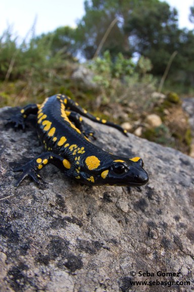 Salamandra.s.longirostris