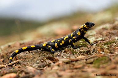 Salamandra.s.morenica